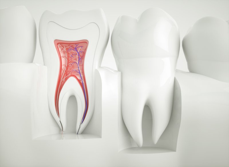 Model of tooth showing the root canal